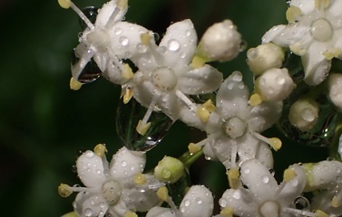 P1265753b.jpg